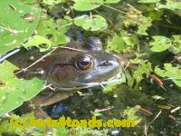/home//u458753944/public_html/sourcegallery//Frogs/More bullfrogs/P9060093.JPG